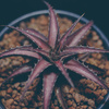 ディッキア ブリットルスターF3×マセドイ　 Dyckia Brittle Star F3 X macedo