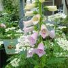 素敵すぎる草花たち《ジギタリスとオルレアホワイトレース》