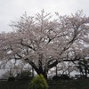 境浄水場_桜(東京都武蔵野市)