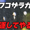 貝の害虫、カワコザラガイの対策と効果的な駆除方法