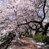 11年前の今日、2012年4月14日、四谷の桜はまだ見ごろでした。 今年はろまんちっく村へドライブ。