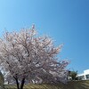 桜🌸さくら🌸サクラ