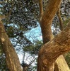鎌倉源氏山で出会った樹２．　スダジイ： カシ，タブノキとともに照葉樹林の代表樹．そして，源氏山では，一番大きな木の一つでしょう．タブノキ同様幹囲10メートルになるような木が全国に沢山あるようです．関東地方で単に「シイ」といえば，このスダジイを指すとのこと．スダジイという名前を知らなかった私の場合はこの木がシイの木でした．近年は，ツブラジイとスダジイは別種とされ、中間形は両種の雑種と考えられているそうです．家にあれば笥に盛る飯を草枕旅にしあれば椎の葉に盛る　有間皇子