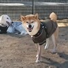 ハーネスデビュー
