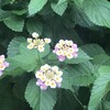 Lantana