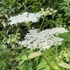 立山高原　純白のブログ花（３）
