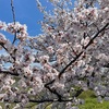 桜🌸と菜の花のコラボ