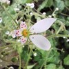 ユキノシタの花が咲き始めました