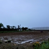 浜ちゃんの散歩道(４４３)　　　　神原町にやってきたキジは、青山新聞店の東方の畑でオスとメスの２羽を目撃した。夕暮れは乱れ雲が出現したが、穏やかな夕暮れとなった。　