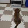 お出かけやめましたよ（笑）