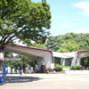 ひまわり巡り　国立昭和記念公園