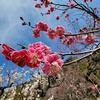 🌸一週間前の小石川植物園🐥