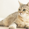 「１日限りの猫の世界：身軽さと自由を楽しむ日」
