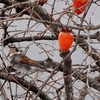 日本　雪の日の野鳥たち