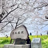 菜の花と桜の名所、熊谷桜堤で花見