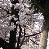 美しい期間は短くて