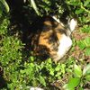 野良猫ちゃんと戯れる