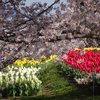 奈良県営馬見丘陵公園の桜２０２２年（３月末～４月上旬）