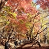 紅葉の丹沢・塔ノ岳山頂から見えた南アルプスの山々