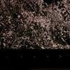  長遠寺の桜（夜）