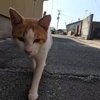 猫の島にネコがいない？　（佐柳島後編）