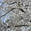 2025年の桜記録🌸
