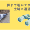 脚まで羽がフサフサの土鳩（カワラバト）さんに遭遇！