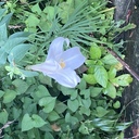 満開花