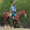 【悲報】プロメサアルムンド骨折で全治６カ月以上
