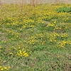 草たちのテリトリー