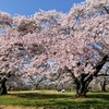 10年越しのリベンジとアートな桜