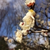 【小石川後楽園】梅が開花