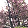 八重桜が満開！近所にて季節を感じる