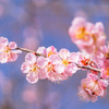 桜色の梅：馬場記念公園