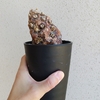 【5つの条件を重視する発根管理】 | euphorbia mlanjeana ユーフォルビア ムランジーナ