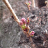 麦野公園の桜　2013.3.6現在