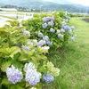 鶴巻あじさい散歩道