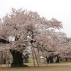 真鍋の桜・・