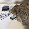 生活がガラッと変わった猫