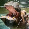 夜の旭山動物園に行ってきました