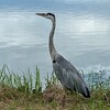 行田周遊－水城公園から田んぼアートへ　（9月19日）