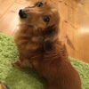 悟空ものがたり🐶