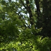 ＧＷ2012前半（ジブリ美術館〜井の頭公園）