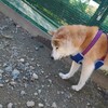 老犬ホームあん｜新人さん ライ^^