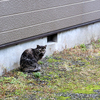 冷たい雨の日のサビ猫とウミネコ