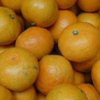 愛媛みかん２０２０　ことしは、こんな感じです☆