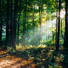 木漏れ日＝the sunlight shining through the leaves of trees