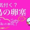 どう気付く？小鳥の卵塞〜うちの子が卵づまりを起こした話〜
