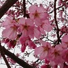 中野、第一号桜、開花&#127800;