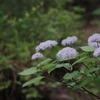 Hydrangea hirta　コアジサイ